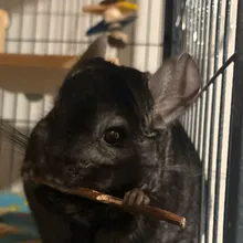 Nora