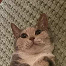 Willow